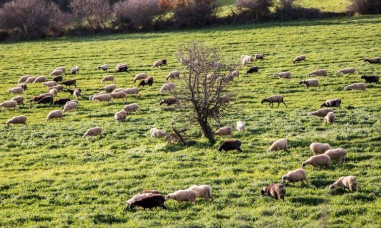Την Παρασκευή οι αποζημιώσεις του ΕΛΓΑ – Η κατανομή στην Κρήτη