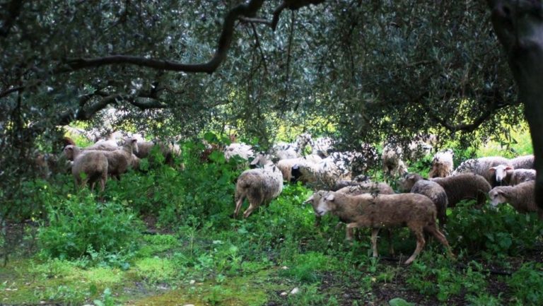 Ψάχνουν μέτρα για την ανεξέλεγκτη βόσκηση