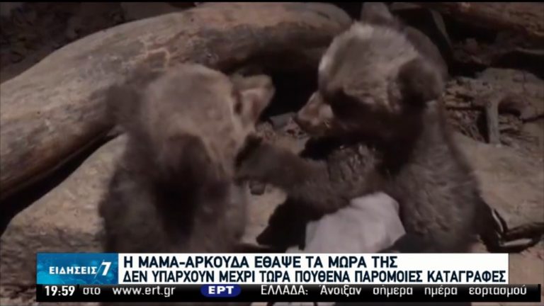 Πρωτοφανές περιστατικό με μαμά-αρκούδα (video)