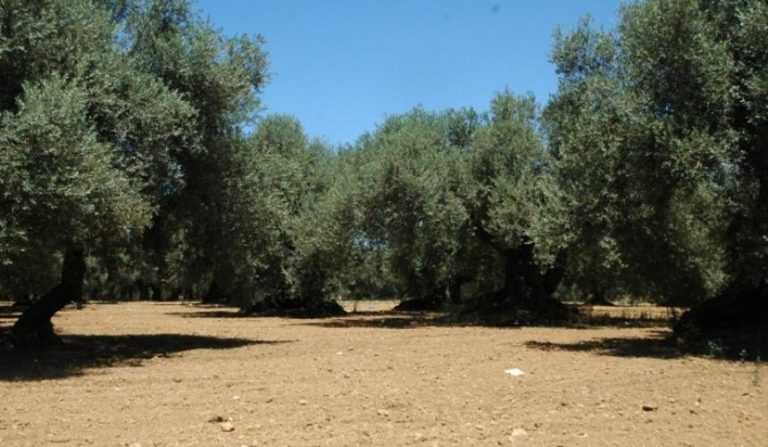 Χανιά: Ξεκίνησε το πρόγραμμα δακοκτονίας