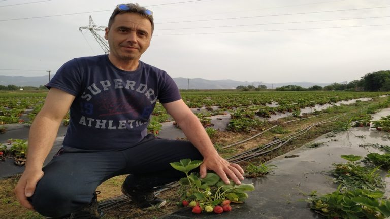Χ. Ντινιτσούδης, ο πρώτος παραγωγός  βιολογικής Φράουλας στην ΑΜ-Θ: «Φράουλες γλυκές από την Αγάπη μας»