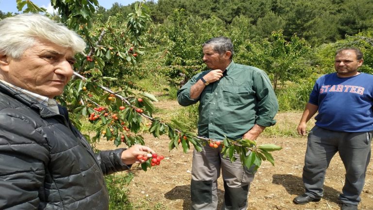 Για τέταρτη συνεχόμενη χρονιά χαλάζι στα Κεράσια της Ροδόπης