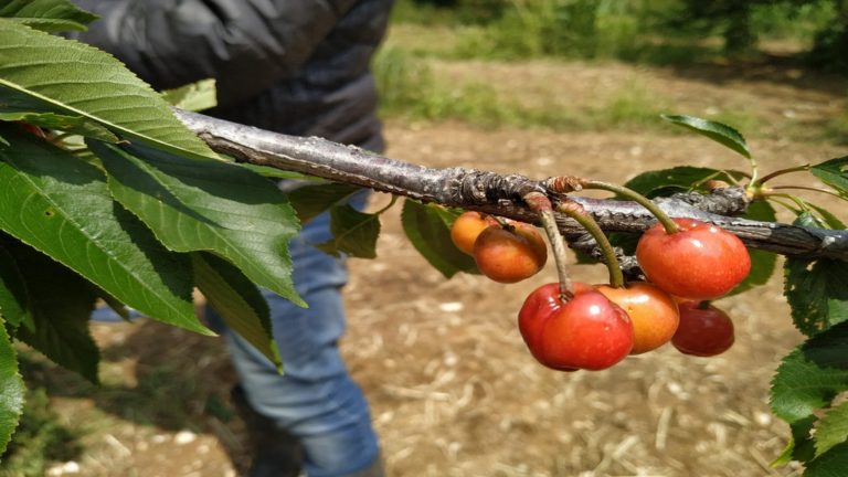 Αποζημιώνονται οι πληγέντες παραγωγοί μήλων Πιλαφά, κερασιών και βύσσινων Τρίπολης από τον παγετό