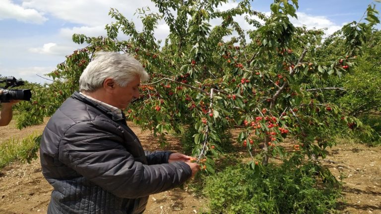 Σε 2.500 στρέμματα οι ζημιές από το χαλάζι της Παρασκευής στην Ξάνθη – Υποβολή δηλώσεων ζημιάς στον ΕΛΓΑ