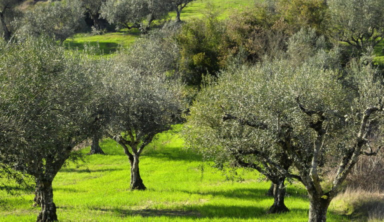 Ξάνθη: Έκλεψε 620 κιλά ελιές από ελαιώνα συγχωριανής του