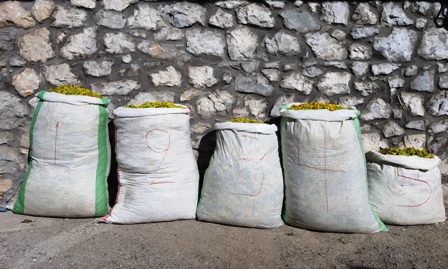 Σύλληψη 4 αλλοδαπών για παράνομη συλλογή 120 κιλών θεραπευτικών φυτών στη Καστοριά
