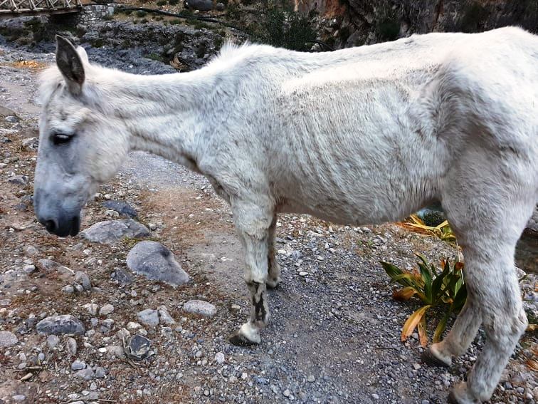 Η απάντηση της Αποκεντρωμένης Διοίκησης στις  καταγγελίες του Συλλόγου Προστασίας Ζώων