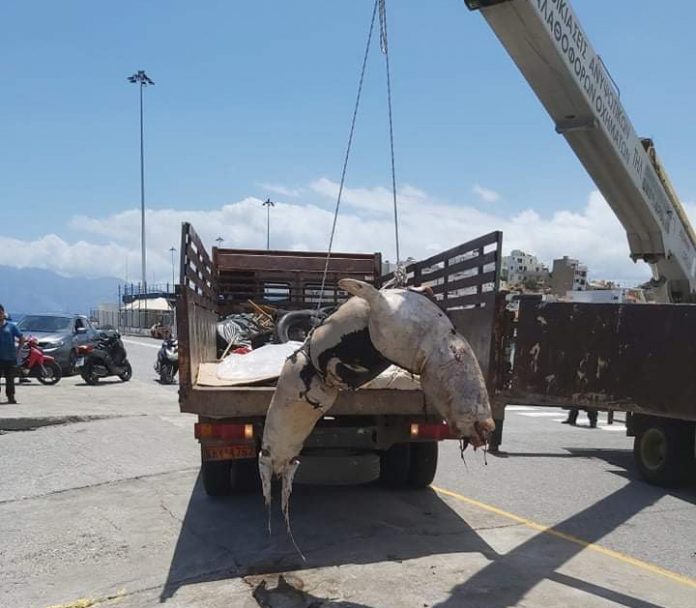 Κτηνωδία στην Κρήτη! Πυροβόλησαν και σκότωσαν φώκια