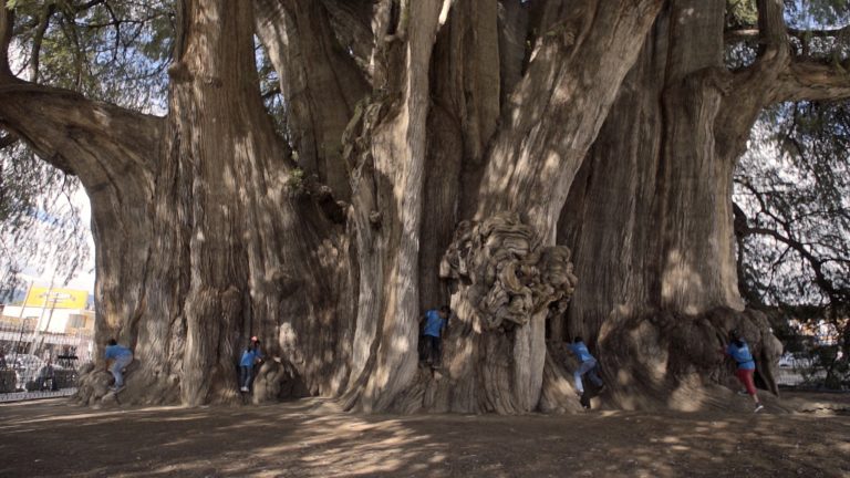  Το ντοκιμαντέρ «Ένα δέντρο μια ιστορία» στην ΕΡΤ3