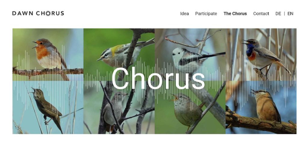 Dawn Chorus: Πρωινά τιτιβίσματα πουλιών από διάφορες χώρες του κόσμου