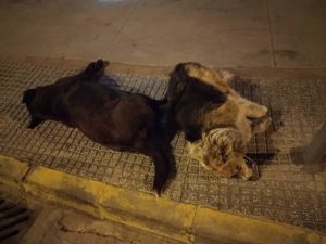 Τρία σκυλιά βρέθηκαν δηλητηριασμένα στην Κομοτηνή, το ένα το είχε υιοθετήσει Σχολείο