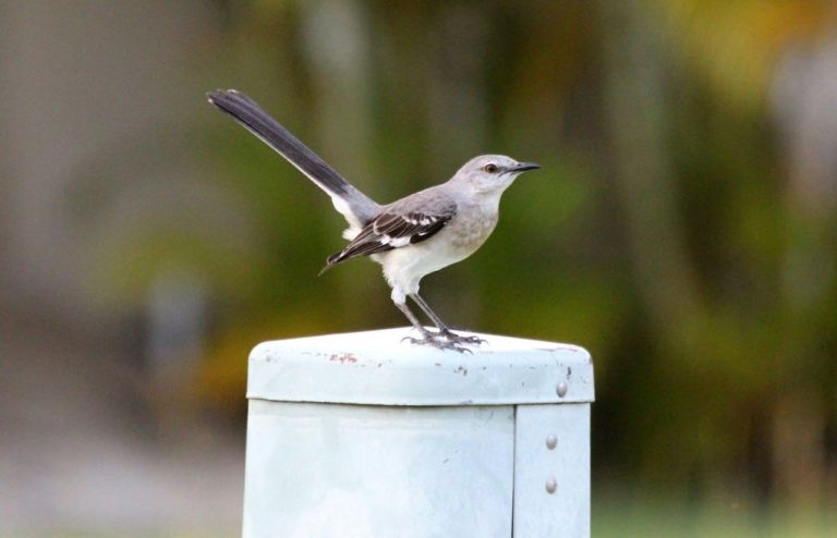 Dawn Chorus: Πρωινά τιτιβίσματα πουλιών από διάφορες χώρες του κόσμου