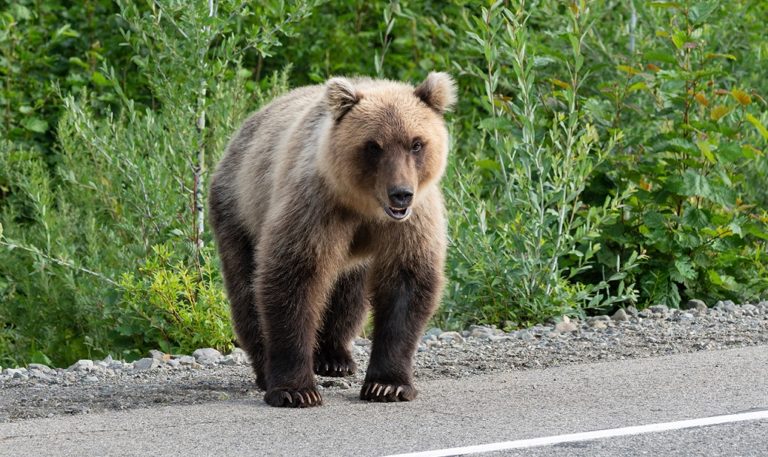 Φλώρινα: Έντονη κινητικότητα αρκούδων σε κατοικημένες περιοχές