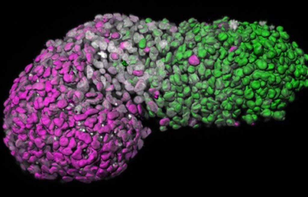 Επιστήμονες ανέπτυξαν “μοντέλο” εμβρύου από βλαστοκύτταρα