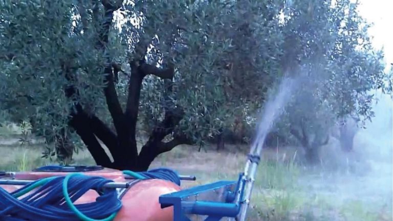 Η καταπολέμηση του δάκου «συναντά» την ακαρπία ελιάς