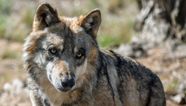 Επτά λύκοι διέφυγαν από ένα πάρκο άγριων ζώων στη Νίκαια της Γαλλίας