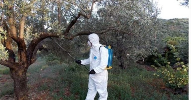 Χανιά: Ξεκίνησε ο πρώτος δολωματικός ψεκασμός στο Δήμο Κισσάμου