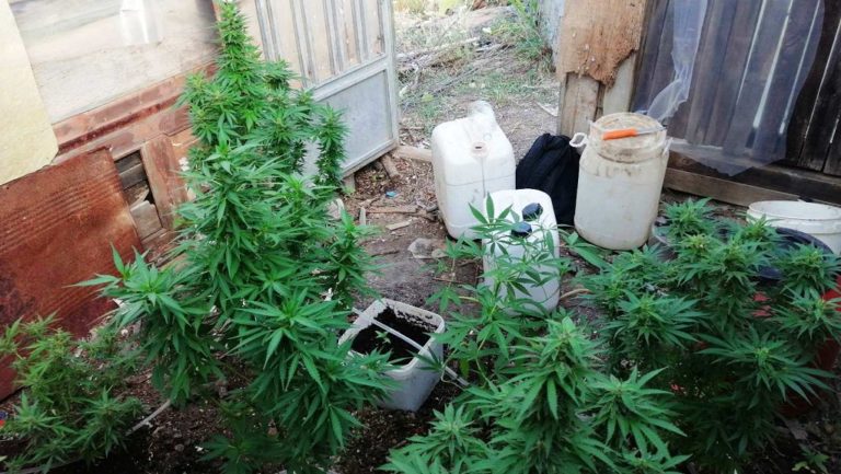 Τους έπιασαν τη ώρα της καλλιέργειας των δενδρυλλίων