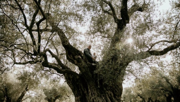 Κέρκυρα: Τηλεφωνικές και ηλεκτρονικές αιτήσεις κλαδέματος του ελαιώνα