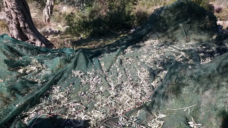 Λαϊκή Συσπείρωση Πελοποννήσου: Ερώτηση για τις ζημιές στις ελιές