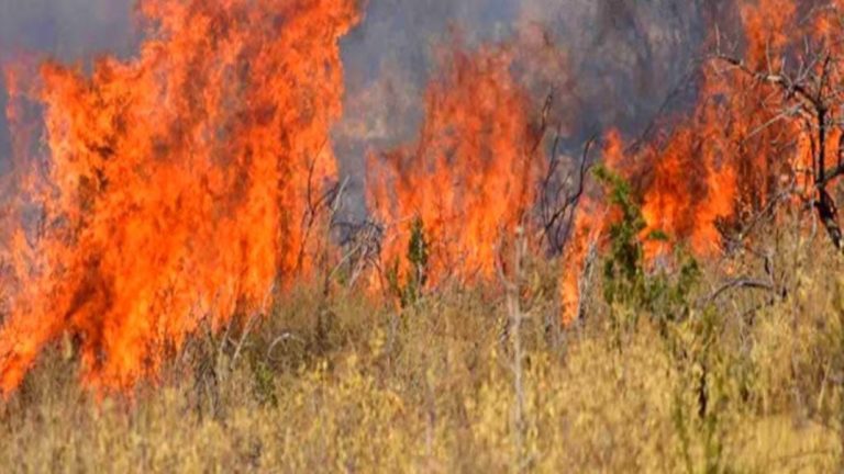 Πελοπόννησος: Υψηλός κίνδυνος πυρκαγιάς – Σε ετοιμότητα οι αρμόδιες υπηρεσίες