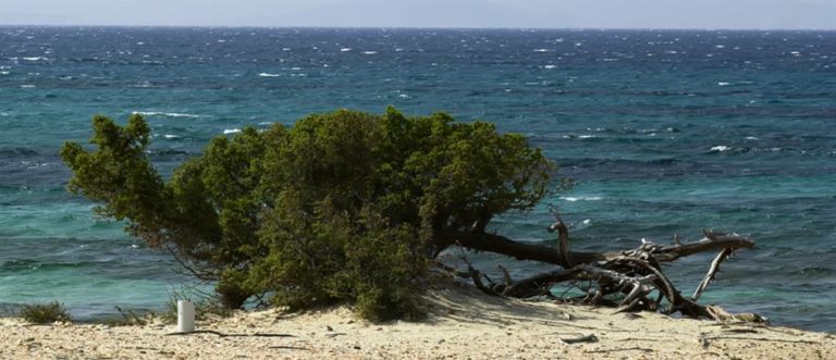 Αίθριος σήμερα ο καιρός στην Κρήτη – Παραμένουν τα μελτέμια