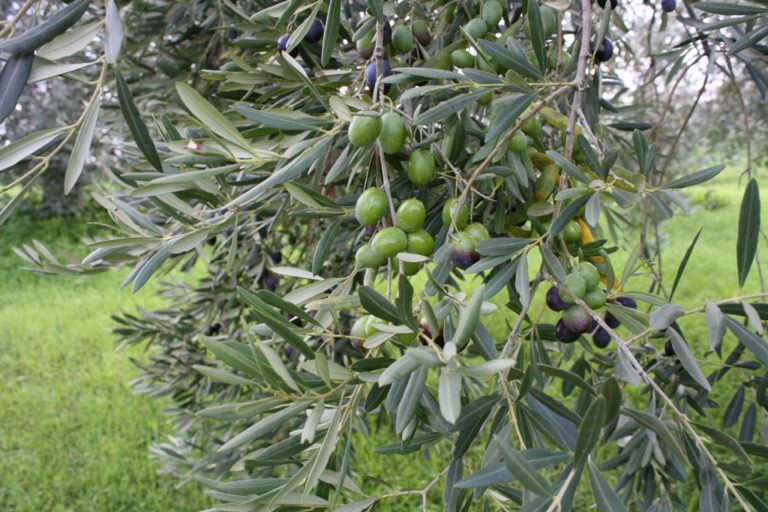 Συνέχιση δολωματικών ψεκασμών στο Δήμο Πλατανιά