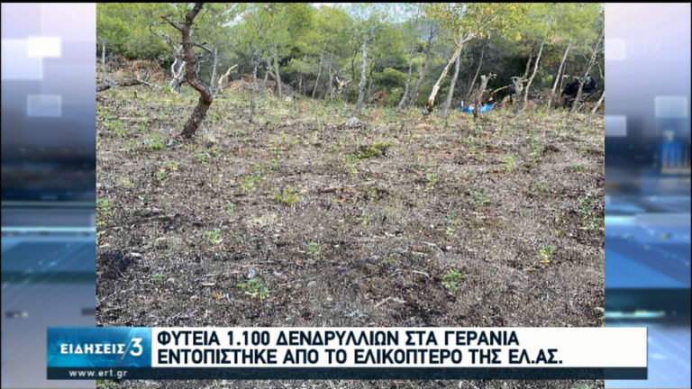 Φυτεία κάνναβης στα Γεράνια Όρη εντόπισε ελικόπτερο της ΕΛ.ΑΣ (video)