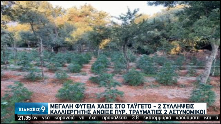 Φωτογραφίες από φυτεία χασίς σε δύσβατη περιοχή στον Ταϋγετο – Δύο συλλήψεις, 2 τραυματίες αστυνομικοί (video)