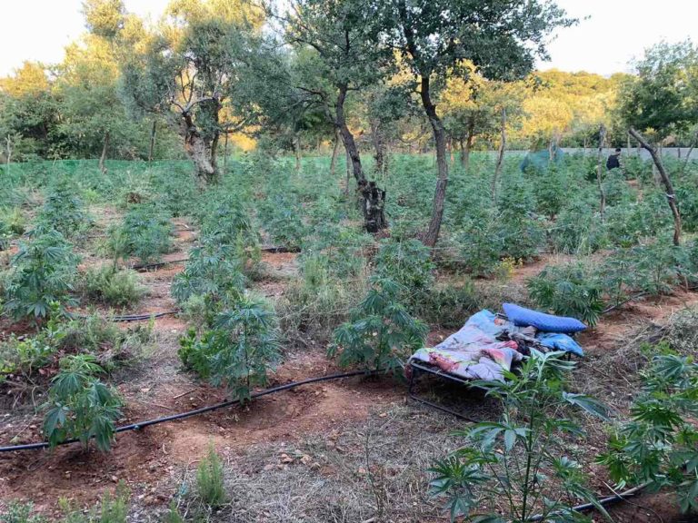 Ταΰγετος: Δύο συλλήψεις σε χασισοφυτεία