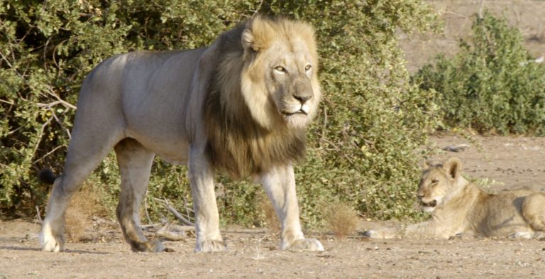 «Αφρική: Γνωριμία με τα άγρια ζώα» – Νέα σειρά ντοκιμαντέρ στην ΕΡΤ2