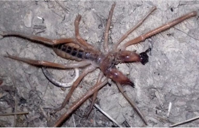 Αναφορές για αράχνη – σκορπιό σε Κορινθία και Αργολίδα