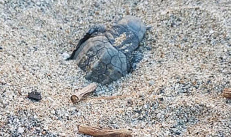 Δράσεις και εκκλήσεις για τη διάσωση της θαλάσσιας χελώνας