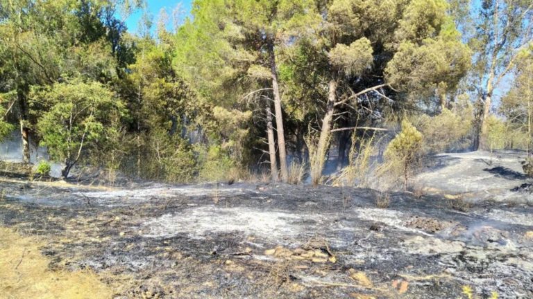 Δάσος Θινών: Εμπρησμό δείχνουν τα πρώτα στοιχεία για την πυρκαγιά