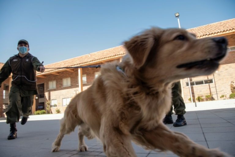 Χιλή: Εκπαιδευμένοι σκύλοι ανιχνεύουν ασθενείς με Covid-19