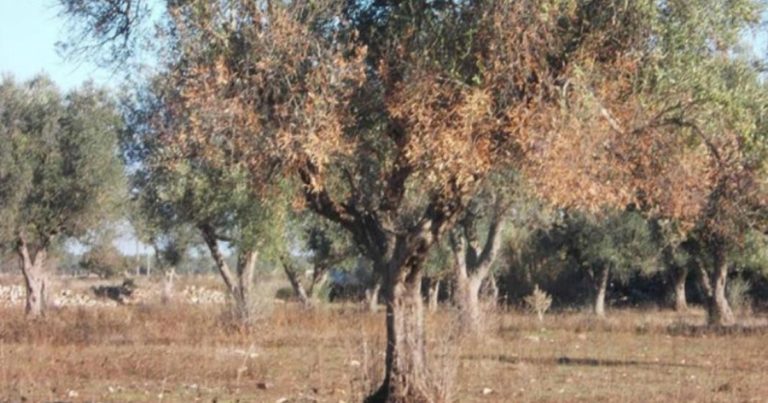 Την τροποποίηση του κανονισμού αποζημιώσεων του ΕΛΓΑ, για τους  ελαιοπαραγωγούς ζητά  ο Δήμαρχος Πλατανιά