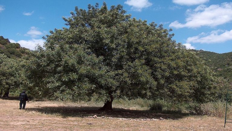 Απέκτησε φορέα για την ανάδειξη του χαρουπιού η Κρήτη