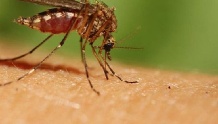 Σέρρες: Εντοπίστηκαν δύο κρούσματα ιού του Δυτικού Νείλου