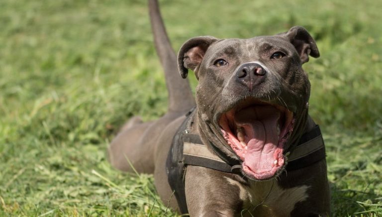 Μυτιλήνη: Πιτμπουλ τραυμάτισε 6χρονο – Ταυτοποιήθηκε ο ιδιοκτήτης του από την Αστυνομία