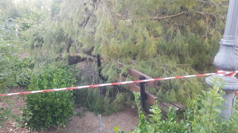 Τρίπολη: Έπεσε μεγάλο δέντρο σε πάρκο – Απο θαύμα δεν προκλήθηκε ατύχημα (video)
