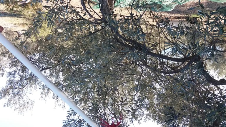Εκδήλωση για την ελιά και την κλιματική αλλαγή στο Άστρος Κυνουρίας