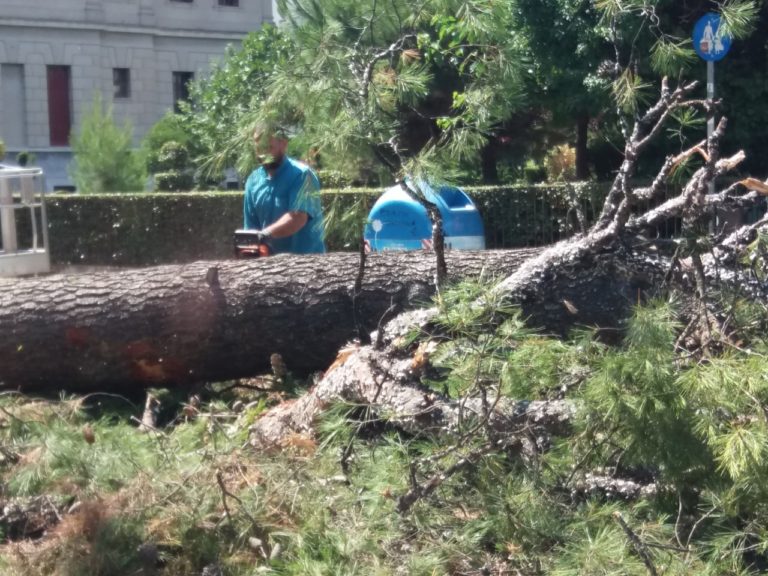Κοπή δένδρων στην πόλη της Τρίπολης