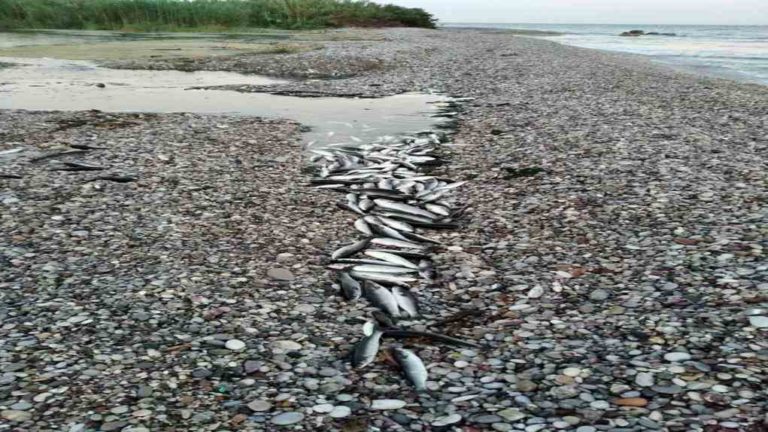 Νεκρά ψάρια σε παραλία της Ρόδου – Εξηγήσεις και μέτρα από το δήμο ζητά το ΚΚΕ