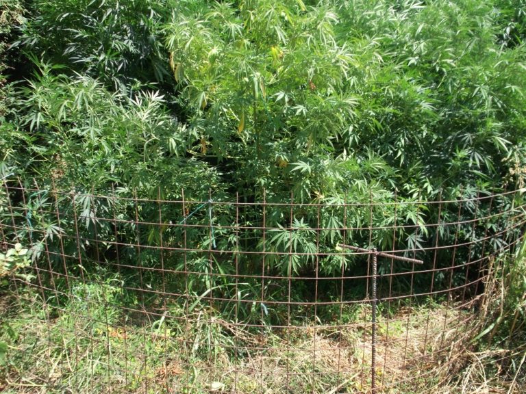 Ρέθυμνο:  Εντοπίστηκε φυτεία δενδρυλλίων κάνναβης σε περιοχή του Δήμου Μυλοποτάμου