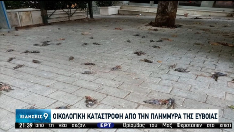 Νεκρά πουλιά και ερπετά από τη θεομηνία στην Εύβοια ξεβράστηκαν στη Στερεά Ελλάδα (video)
