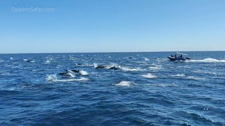 ΗΠΑ: Μαγευτικό θέαμα από κοπάδι εκατοντάδων δελφινιών (video)