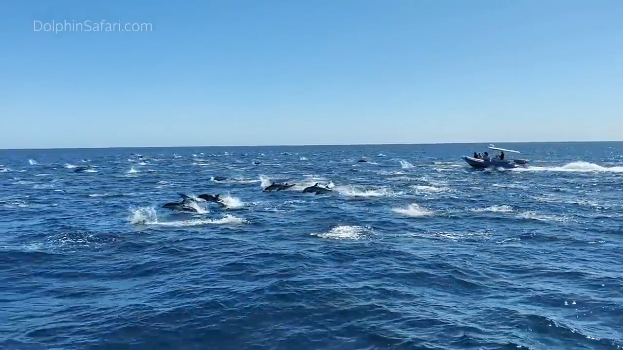 Νέα Ζηλανδία: Πέθαναν τα 200 μαυροδέλφινα που είχαν βγει στην στεριά