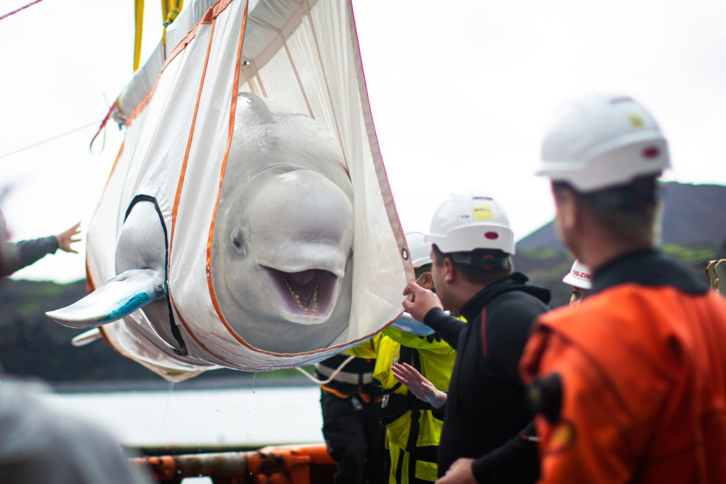 Ισλανδία: Φάλαινες μπελούγκα επέστρεψαν στον ωκεανό μετά από χρόνια σε αιχμαλωσία (video)