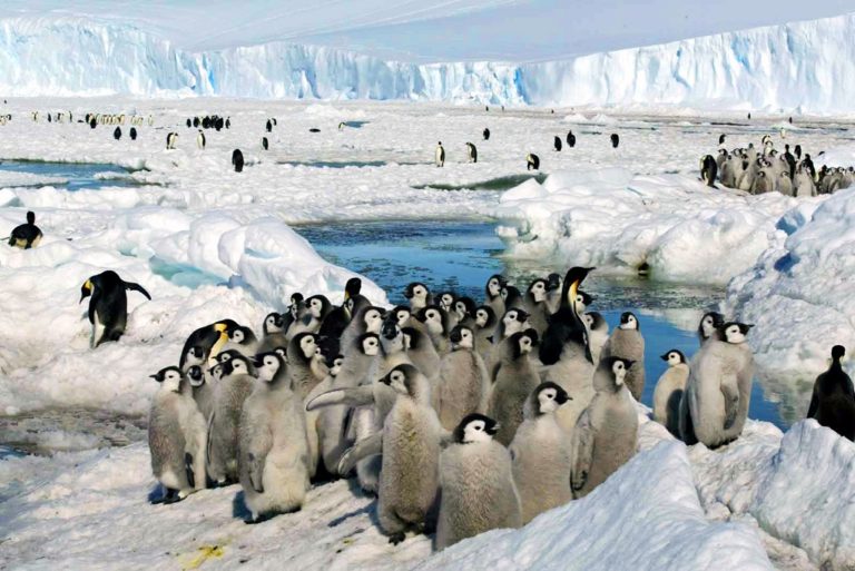 Νέες αποικίες αυτοκρατορικών πιγκουίνων ανακάλυψε στην Ανταρκτική δορυφόρος