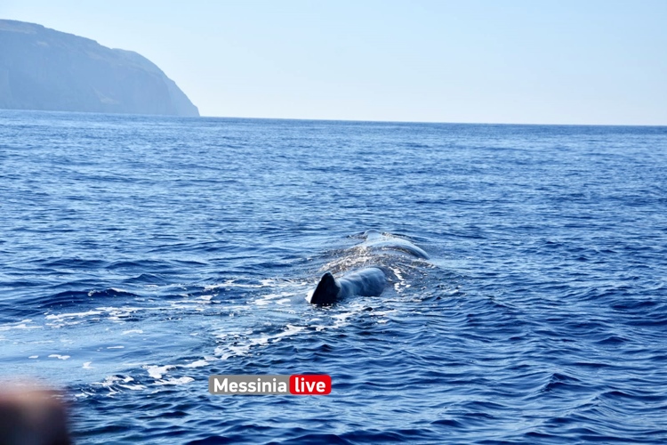 Μάνη: Φάλαινα στα νερά του Μέζαπου